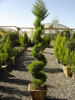 سرو طلایی (2 نکته مهم) سرو طلایی (2 نکته مهم)