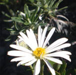 سلمیزیا (2 نکته مهم)