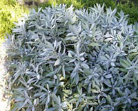 سلوی دائمی (2 نکته مهم) سلوی دائمی (2 نکته مهم)
