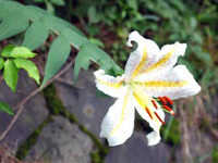 سوسن ژاپنی (2 نکته مهم)