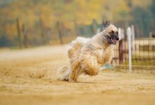 سگ نژاد افغان هوند (Afghan Hound) (2 نکته مهم)