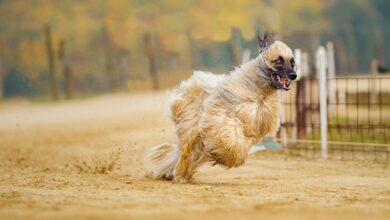 سگ نژاد افغان هوند (Afghan Hound) (2 نکته مهم)