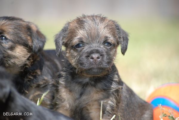 سگ نژاد بردر تریر (Border Terrier) + گالری تصاویر (2 نکته مهم) سگ نژاد بردر تریر (Border Terrier)