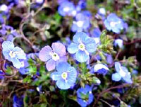 سیزاب (2 نکته مهم)