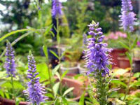 سیزاب دم گربه‌ای بنفش (2 نکته مهم)