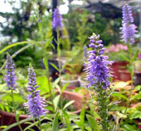 سیزاب دم گربه‌ای بنفش (2 نکته مهم)