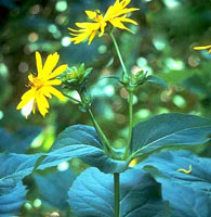 سیلفیوم (2 نکته مهم)