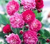 سیلن (2 نکته مهم)