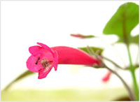 سینینژیا (2 نکته مهم)