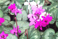سیکلامن مقاوم (2 نکته مهم) سیکلامن مقاوم (2 نکته مهم)