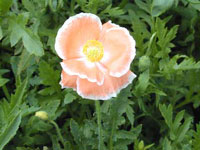 شقایق مزرعه (2 نکته مهم)