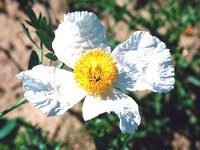 شقایق کالیفرنیا (2 نکته مهم)