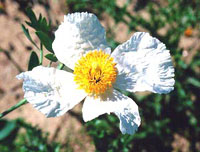 شقایق کالیفرنیا (2 نکته مهم)