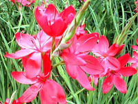 شیزوستیلیس (2 نکته مهم)