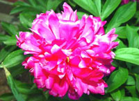 صدتومانی (2 نکته مهم)
