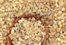 صمغ زانتان (Xanthan Gum) : فواید مصرف زانتان برای سلامت بدن (2 نکته مهم)