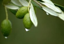 عرق برگ زیتون : بررسی تمامی خواص عصاره برگ زیتون (2 نکته مهم)