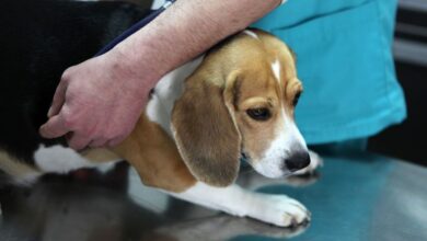 علت | علائم | تشخیص و درمان عفونت رحمی در سگ (canine pyometra) (2 نکته مهم)