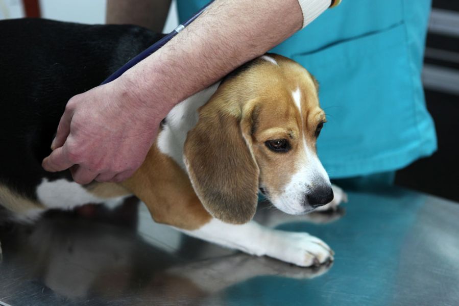علت | علائم | تشخیص و درمان عفونت رحمی در سگ (canine pyometra) (2 نکته مهم) علت | علائم | تشخیص و درمان عفونت رحمی در سگ (canine pyometra) (2 نکته مهم)