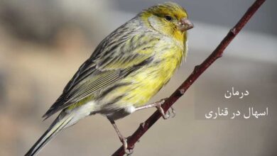علل ، تشخیص و ۴ راه درمان فوری اسهال در قناری (2 نکته مهم)