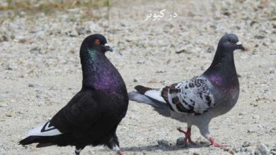 علل، تشخیص و درمان فوری اسهال در کبوتر (2 نکته مهم)