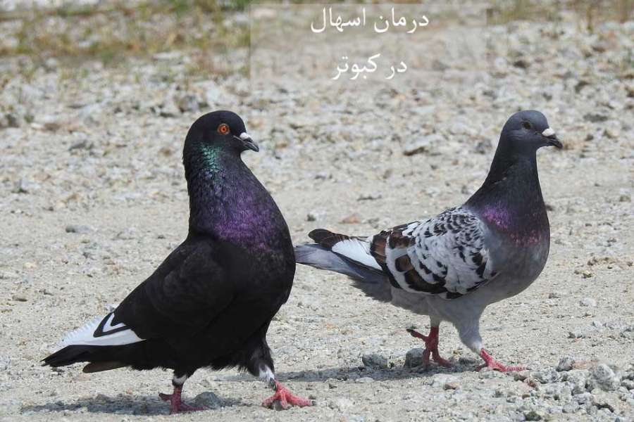 علل، تشخیص و درمان فوری اسهال در کبوتر (2 نکته مهم) علل، تشخیص و درمان فوری اسهال در کبوتر (2 نکته مهم)