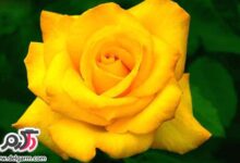عکس جدید گل رز زرد (2 نکته مهم)