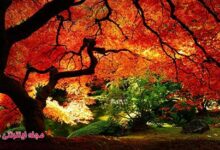 عکس طبیعت زیبا در فصل های مختلف (2 نکته مهم)