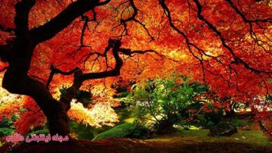 عکس طبیعت زیبا در فصل های مختلف (2 نکته مهم)