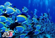 عکس ماهی های بسیار زیبا و جذاب (2 نکته مهم)