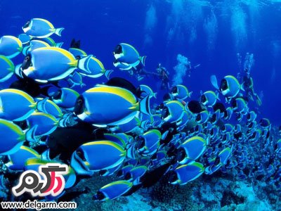 عکس ماهی های بسیار زیبا و جذاب (2 نکته مهم) عکس ماهی های بسیار زیبا و جذاب (2 نکته مهم)