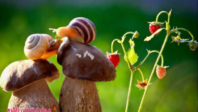 عکس هایی از حلزون های ناز و زیبا (2 نکته مهم)