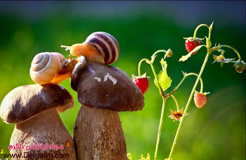 عکس هایی از حلزون های ناز و زیبا (2 نکته مهم) عکس هایی از حلزون های ناز و زیبا (2 نکته مهم)