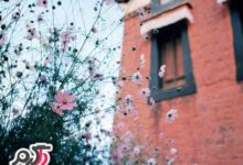 عکس هایی زیبا از فصل بهار با شکوفه های صورتی (2 نکته مهم)