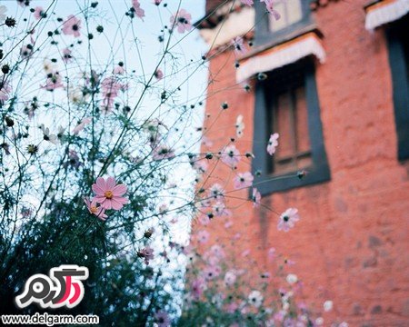 عکس هایی زیبا از فصل بهار با شکوفه های صورتی (2 نکته مهم)