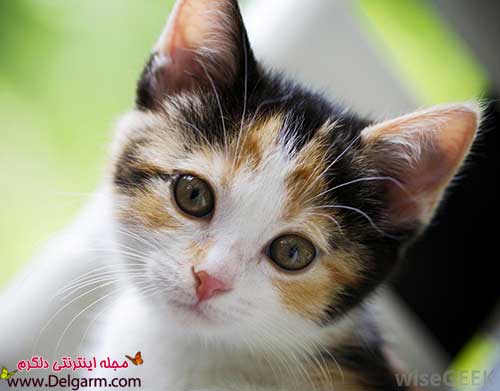 عکس گربه های ملوس و نازنازی (2 نکته مهم) عکس گربه های ملوس و نازنازی (2 نکته مهم)