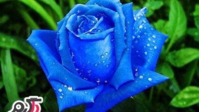 عکس گل رز آبی زیبا و فانتزی خوش رنگ (2 نکته مهم)