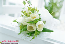 عکس گل لاله سفید شگفت انگیز (2 نکته مهم)