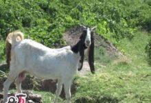 عکس گوش درازترین بز دنیا (2 نکته مهم)