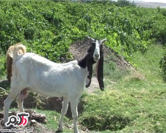 عکس گوش درازترین بز دنیا (2 نکته مهم)
