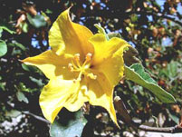 فرمونتیا (2 نکته مهم) فرمونتیا (2 نکته مهم)