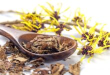 فندق افسونگر و خواص و کاربرد آن در طب سنتی (2 نکته مهم)