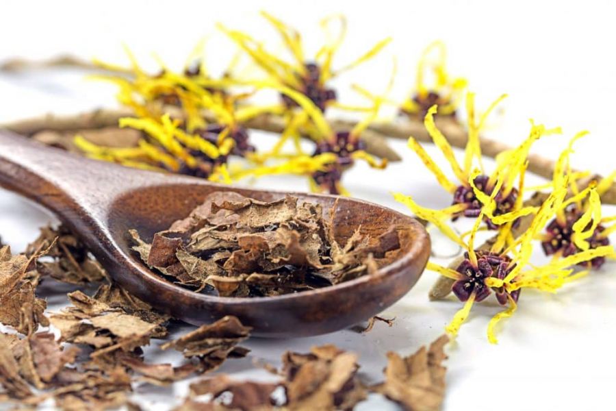 فندق افسونگر و خواص و کاربرد آن در طب سنتی (2 نکته مهم) فندق افسونگر و خواص و کاربرد آن در طب سنتی (2 نکته مهم)