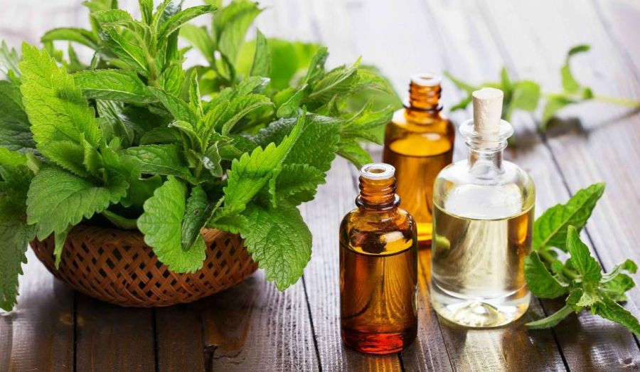 فواید شگفت انگیز روغن گیاه ساسافراس برای سلامتی (2 نکته مهم) فواید شگفت انگیز روغن گیاه ساسافراس برای سلامتی (2 نکته مهم)