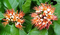 كمبرتوم (2 نکته مهم) كمبرتوم (2 نکته مهم)
