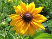 كوكب كوهی پرگلبرگ (2 نکته مهم)