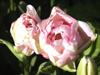 لاله (2 نکته مهم)