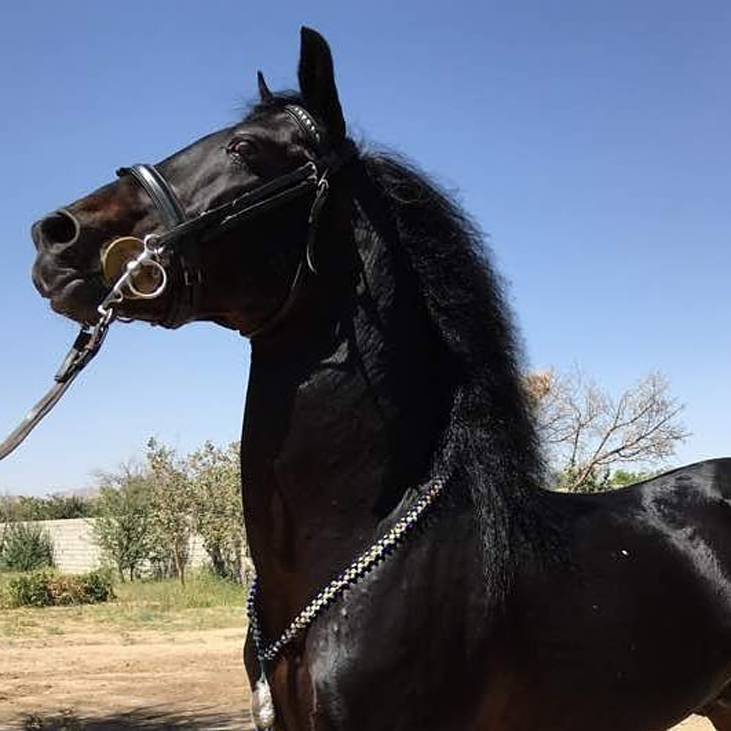 لیست نامهای اسب نر و ماده برای نژادهای اصیل ایرانی (2 نکته مهم)