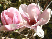 ماگنولیا زمستانه (2 نکته مهم)