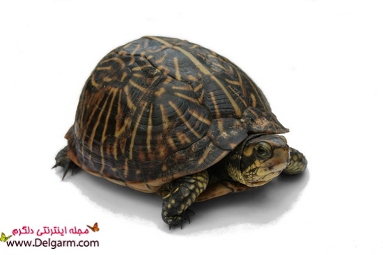 مراقبت از لاک پشت را به خوبی میدانید؟نکات مهم مراقبت از لاک پشت (2 نکته مهم) مراقبت از لاک پشت را به خوبی میدانید؟نکات مهم مراقبت از لاک پشت (2 نکته مهم)